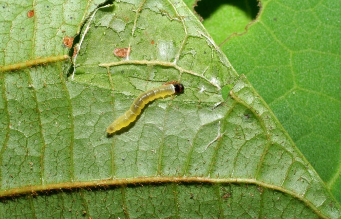 Figura 5. Larva <i>Stenoma adytodes</i>, Depressariidae, vista lateral. (06-SRNP-30521-DHJ412237).