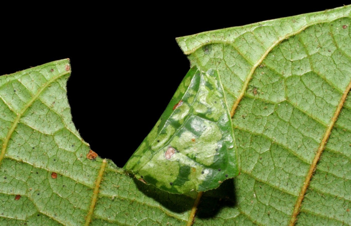 Figura 6. Larva <i>Stenoma adytodes</i>, Depressariidae, vista dorsal. (06-SRNP-30521-DHJ412241.