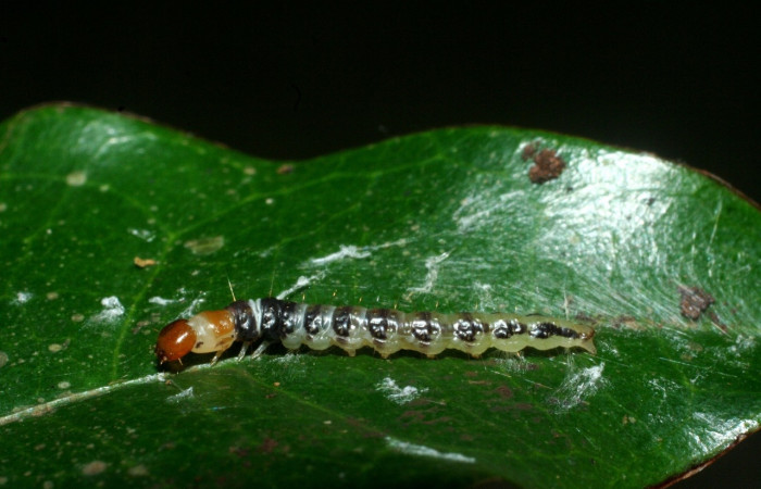 Figura 10. Larva <i>Stenoma</i> adytodesDHJ01, Depressariidae, vista lateral. (09-SRNP-2362-DHJ454220).
