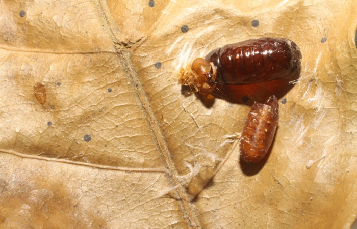 Figura 13. Detalle de pupario (Tachiniadae), <i>Patelloa</i> xanthuraDHJ01, parásito que ataca a la larva de <i>Stenoma adytodes</i>.  Voucher: (10-SRNP-5857-DHJ480376).