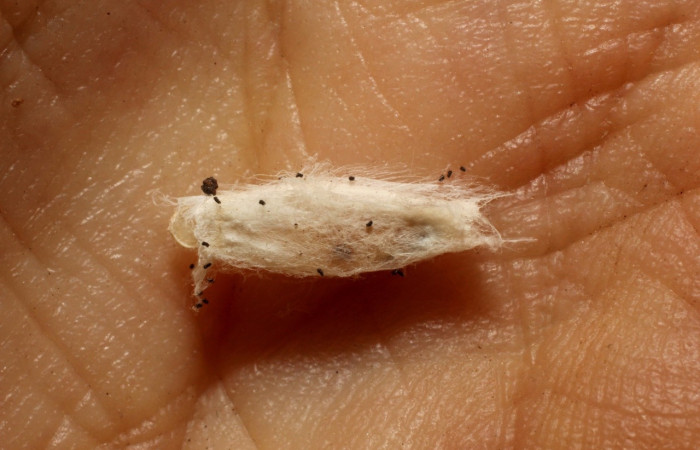 Figura 15. Capullos de Braconidae, <i>Hypomicrogaster</i> Janzen04, parásito que ataca larva <i>Stenoma adytodes</i>. (11-SRNP-35013-DHJ800655).