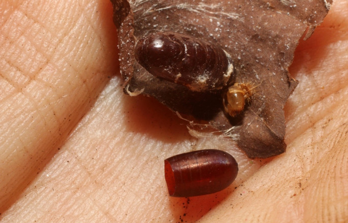 Figura16. Pupario de Tachinidae, <i>Hyphantrophaga virilis</i>, parásito que ataca a la larva de  <i>Stenoma adytodes</i>.  Voucher: (11-SRNP-35021-DHJ800656).