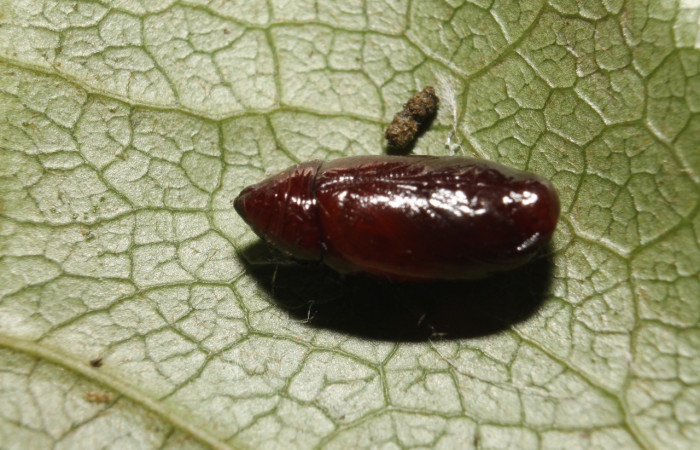Figura 12. Pupa de <i>Stenoma adytodes</i>, Depressariidae, vista lateral.  (13-SRNP-68383-DHJ718081).