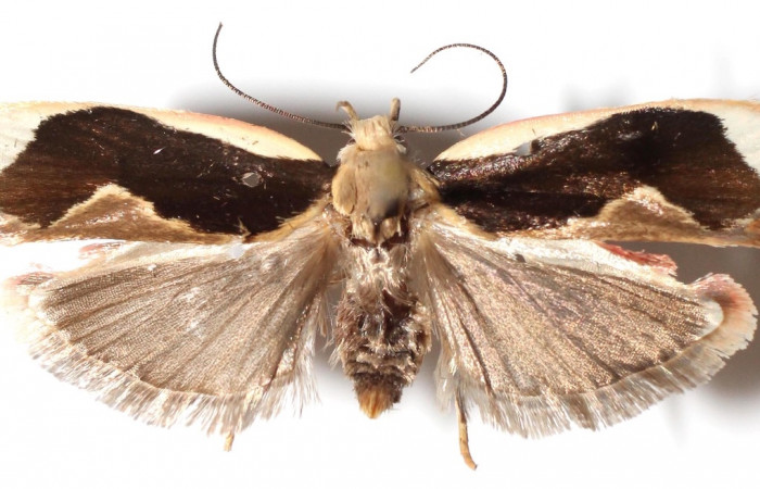 Figura 3. Adulto de <i>Stenoma adytodes</i>  (hembra), vista dorsal. (14-SRNP-5685-DHJ914206).