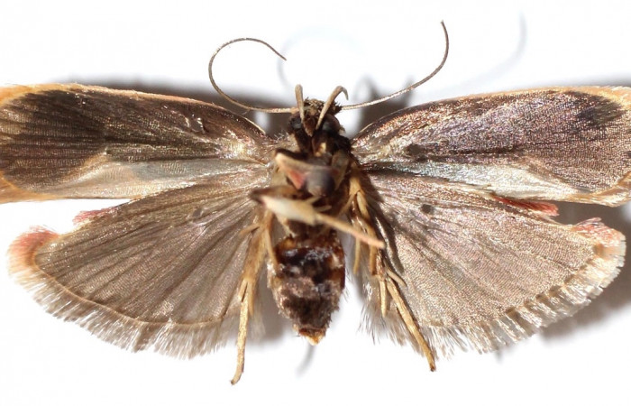 Figura 4. Adulto de <i>Stenoma adytodes</i> (hembra), vista ventral. (14-SRNP-5685-DHJ914207).