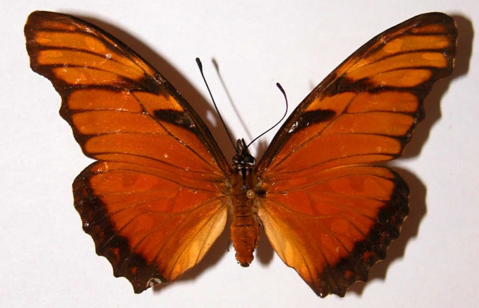 Fig. 1 Adulto <i>Dione juno</i> (Nymphalidae), hembra vista dorsal mide 74mm. Mata Redonda, Sector Orosi, 445m. 98-SRNP-3686-DHJ34090.