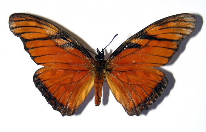 Fig. 3 Adulto <i>Dione juno</i> (Nymphalidae), macho vista dorsal mide 66mm. Bosque San Emilio, Sector Santa Rosa, 300m. 95-SRNP-8290-DHJ98912.