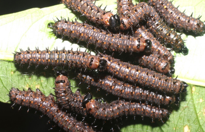Fig. 5 Larva <i>Dione juno</i> (Nymphalidae), mide 20mm. Quebrada Garcia, Sector San Cristobal, 495m.18-SRNP-1381-DHJ705189.jpg
