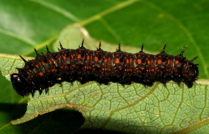 Fig. 6 Larva <i>Dione juno</i> (Nymphalidae), mide 30mm. San Antonio, Sector Del Oro, 335m. 06-SRNP-22673-DHJ424828.jpg