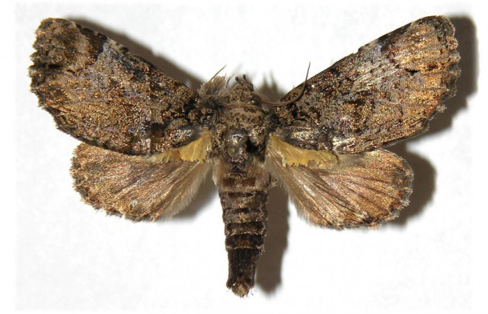 Figura 16. Adulto, vista dorsal. <i>Encruphion</i> Poole01 (Erebidae). (02-SRNP-15824-DHJ313780).