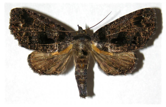Figura 14. Adulto, vista dorsal <i>Encruphion xanthotricha</i> (Erebidae). (05-SRNP-22363-DHJ313794).