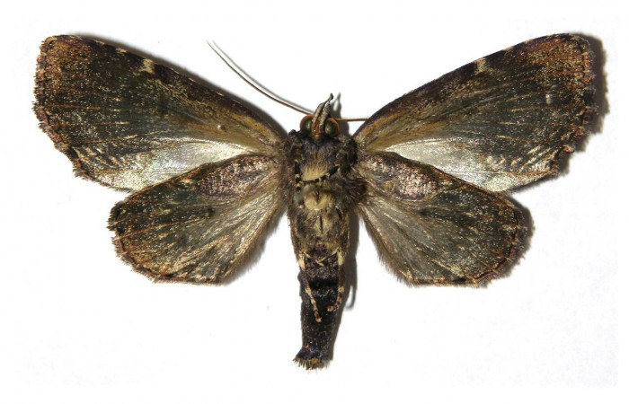 Figura 15. Adulto, vista ventral <i>Encruphion xanthotricha</i> (Erebidae). (05-SRNP-22363-DHJ313795).