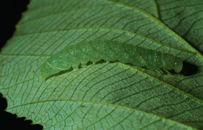 Figura 3. Detalle lateral, <i>Encruphion leena</i> (Erebidae). (82-SRNP-402-DHJ4170).
