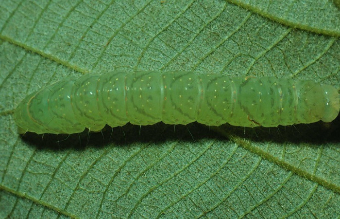 Figura 4. Detalle dorsal <i>Encruphion leena</i> (Erebidae). (82-SRNP-402-DHJ4171).