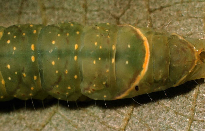 Figura 9. Detalle de extremo, <i>Encruphion leena</i> (Erebidae). (99-SRNP-11783-DHJ51620).