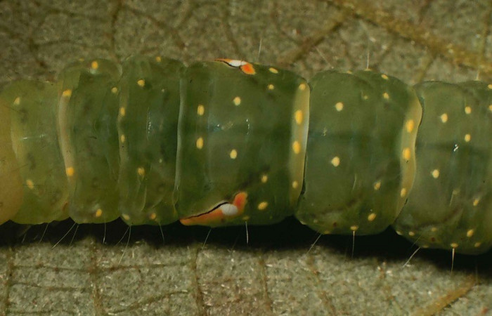 Figura 7. Detalle de cabeza dorsalmente, <i>Encruphion leena</i> (Erebidae). (99-SRNP-11783-DHJ51621).