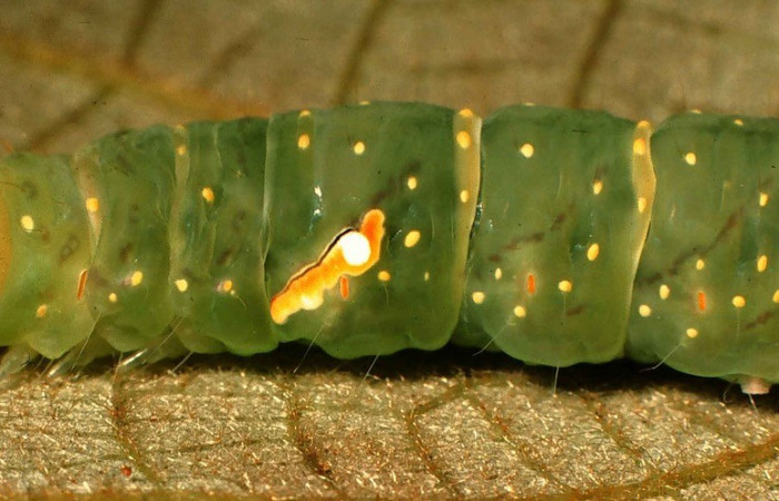 Figura 8. Detalle de cabeza y detalle de mancha, <i>Encruphion leena</i> (Erebidae). (99-SRNP-11783-DHJ51625).