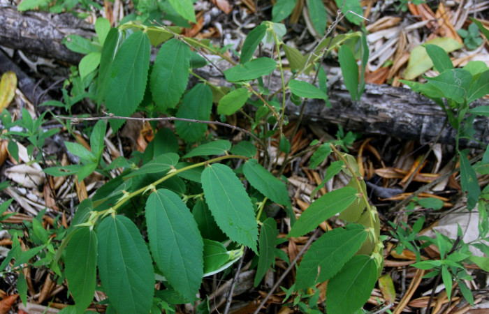 Fig 1. Una de las planta hospedera donde se alimenta <i>Encruphion leena</i> (Erebidae), <i>Luehea seemanii</i> (Malvaceae). Foto, Minor Carmona, Sendero Aura, Estación Biológica Wege.