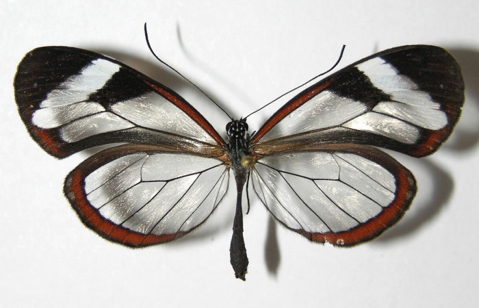 Figura 9. Adulto de <i>Oleria paula</i> (Nymphalidae), macho vista dorsal, localidad Pasmompa, Sector Pitilla ACG (440m). Voucher: 05-SRNP-34709-DHJ331388.jpg.