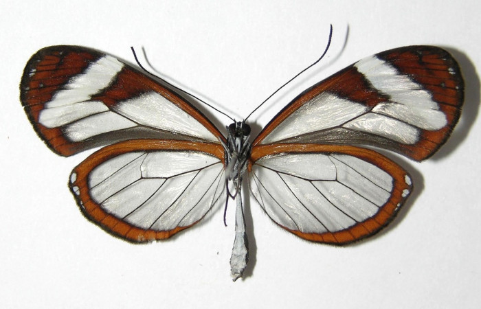 Figura 10. Adulto de <i>Oleria paula</i> (Nymphalidae), macho vista ventral, localidad Pasmompa, Sector Pitilla ACG (440m). Voucher: 05-SRNP-34709-DHJ331389.jpg.