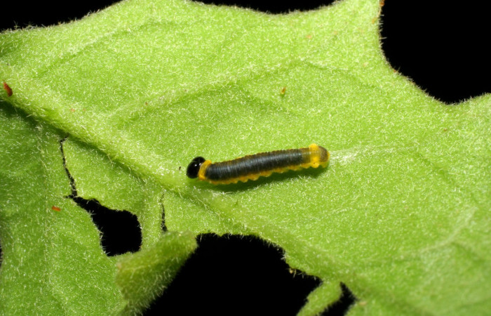 Figura 2. Larva <i>Oleria paula</i> (Nymphalidae), tercer estadío (PPU) vista dorsal, localidad Pasmompa, Sector Pitilla ACG (440m). Voucher: 05-SRNP-34709-DHJ423349.jpg.