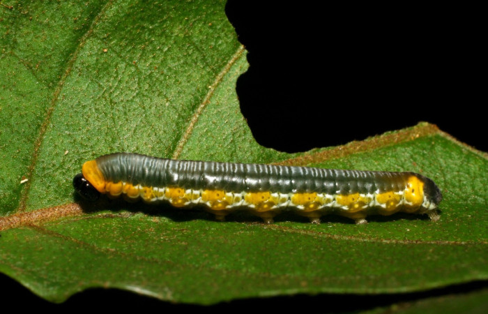 Figura 4. Larva <i>Oleria paula</i> (Nymphalidae), último estadío (U) vista lateral, localidad Pasmompa, Sector Pitilla ACG (440m). Voucher: 06-SRNP-30037-DHJ409730.jpg.