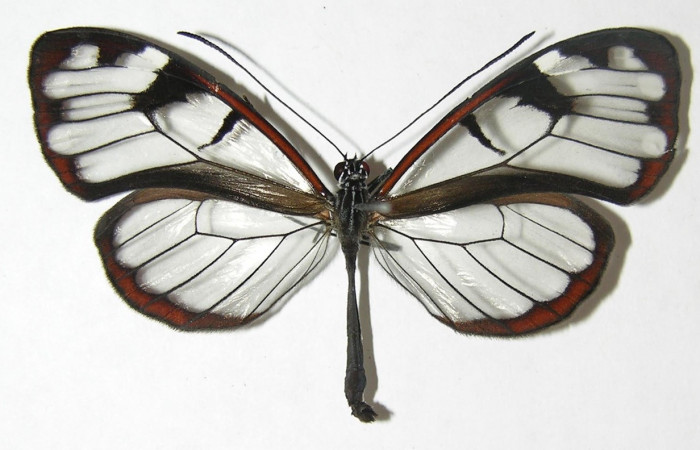 Figura 15. Adulto de <i>Oleria</i> vicinalCG02 (Nymphalidae), vista dorsal, localidad Sendero Cima, Sector Cacao ACG (1460m). Voucher: 08-SRNP-37067-DHJ399730.jpg.