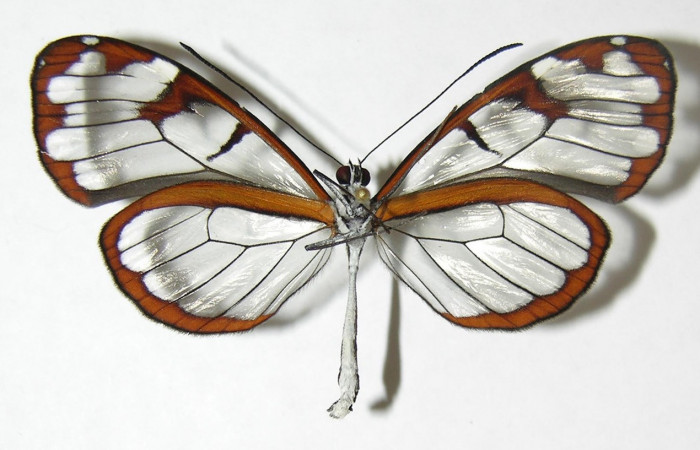 Figura 16. Adulto de <i>Oleria</i> vicinalCG02 (Nymphalidae), vista ventral, localidad Sendero Cima, Sector Cacao ACG (1460m). Voucher: 08-SRNP-37067-DHJ399731.jpg.