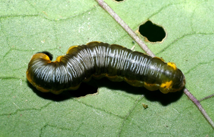 Figura 13. Larva <i>Oleria</i> vicinalCG02 (Nymphalidae), último estadío (U) vista dorsal, localidad Sendero Cima, Sector Cacao ACG (1460m). Voucher: 08-SRNP-37067-DHJ446380.jpg.