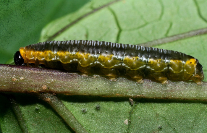 Figura 14. Larva <i>Oleria</i> vicinalCG02 (Nymphalidae), vista lateral, localidad Sendero Cima, Sector Cacao ACG (1460m). Voucher: 08-SRNP-37067-DHJ446384.jpg.