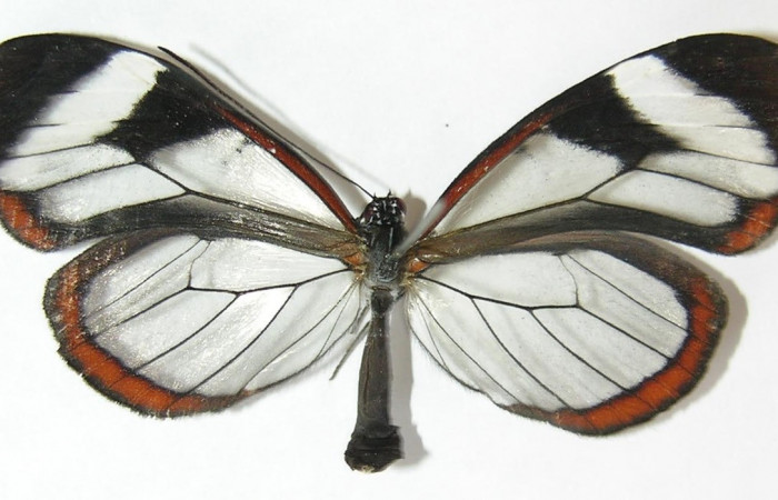Figura 11. Adulto de <i>Oleria paula</i> (Nymphalidae), hembra vista dorsal, localidad Sendero Chorro Estación Biológica Quica, Sector Pitilla ACG (485m). Voucher: 09-SRNP-72865-DHJ513460.jpg.