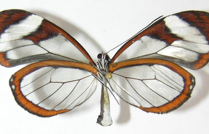 Figura 12. Adulto de <i>Oleria paula</i> (Nymphalidae), hembra vista ventral, localidad Sendero Chorro Estación Biológica Quica, Sector Pitilla ACG (485m). Voucher: 09-SRNP-72865-DHJ513461.jpg.