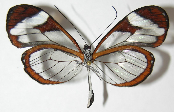 Figura 1. Adulto de <i>Oleria paula</i> (Nymphalidae), vista dorsal, localidad Sendero Chorro Estación Biológica Quica, Sector Pitilla ACG (485m). Voucher: 09-SRNP-73111-DHJ513457.jpg.