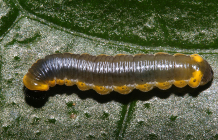 Figura 3. Larva <i>Oleria paula</i> (Nymphalidae), penúltimo estadío (PU) vista dorsal, localidad Sendero Memos, Sector Pitilla ACG (740m). Voucher: 17-SRNP-32479-DHJ740792.jpg.