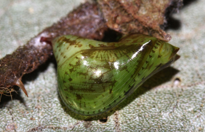 Figura 7. Pupa de <i>Oleria paula</i> (Nymphalidae), vista dorsal, localidad Sendero Memos, Sector Pitilla ACG (740m). Voucher: 17-SRNP-32479-DHJ740841.jpg.