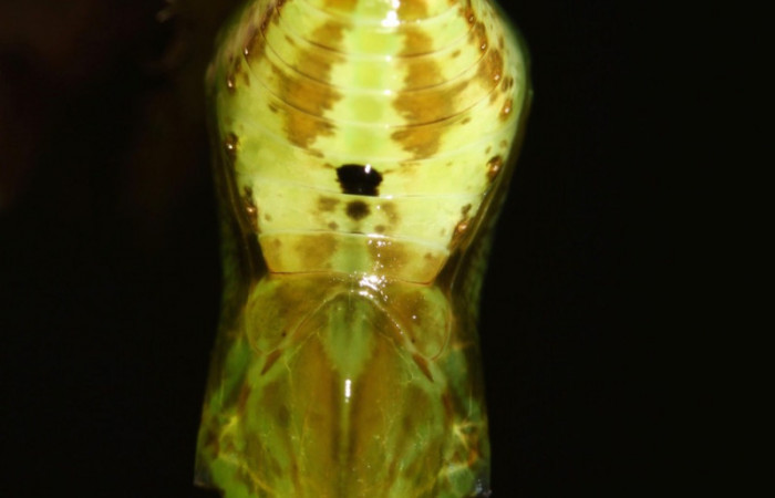 Figura 8. Pupa de <i>Oleria paula</i> (Nymphalidae), vista ventral, localidad Sendero Memos, Sector Pitilla ACG (740m). Voucher: 17-SRNP-32479-DHJ740842.jpg.