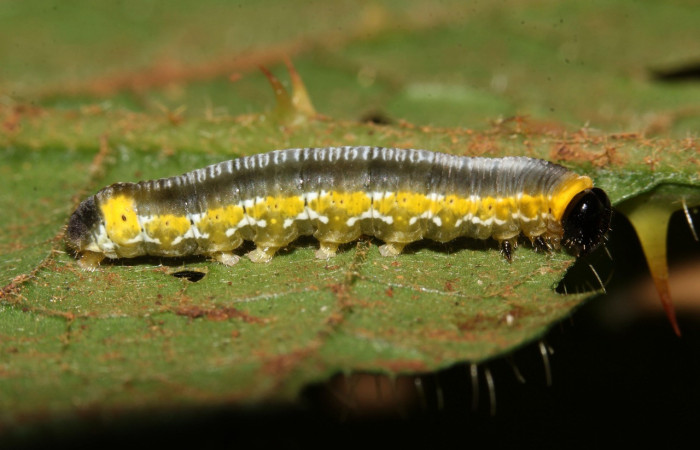 Figura 17. Larva <i>Oleria rubescens</i> (Nymphalidae), último estadío (U) vista lateral, localidad Sendero Memos, Sector Pitilla ACG (740m). Voucher: 17-SRNP-32493-DHJ740801.jpg.
