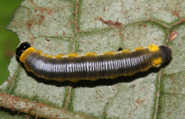 Figura 18. Larva <i>Oleria rubescens</i> (Nymphalidae), último estadío (U) vista dorsal, localidad Sendero Memos, Sector Pitilla ACG (740m). Voucher: 17-SRNP-32493-DHJ740802.jpg.