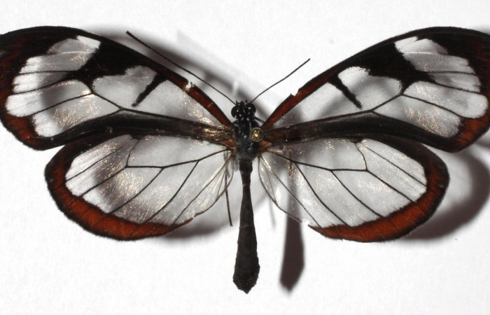 Figura 19. Adulto de <i>Oleria rubescens</i> (Nymphalidae), vista dorsal, localidad Sendero Memos, Sector Pitilla ACG (740m). Voucher: 17-SRNP-32546-DHJ932582.jpg.