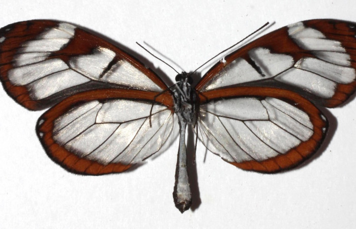 Figura 20. Adulto de <i>Oleria rubescens</i> (Nymphalidae), vista ventral, localidad Sendero Memos, Sector San Cristóbal ACG (740m). Voucher: 17-SRNP-32546-DHJ932583.jpg.