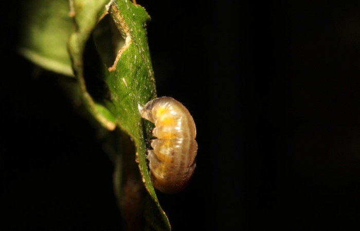 Figura 5. Prepupa de <i>Oleria paula</i> (Nymphalidae), vista dorsal, localidad Estación Gongora, Sector Cacao ACG (570m). Voucher: 17-SRNP-36578-DHJ734594.jpg.