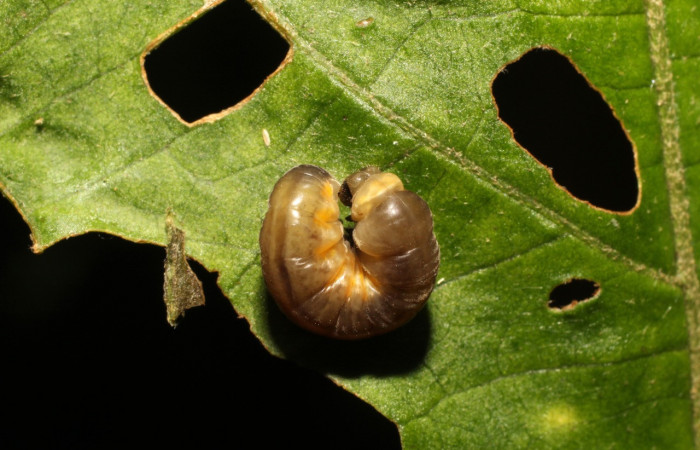 Figura 6. Prepupa de <i>Oleria paula</i> (Nymphalidae), vista dorsal, localidad Estación Gongora, Sector Cacao ACG (570m). Voucher: 17-SRNP-36578-DHJ734595.jpg.