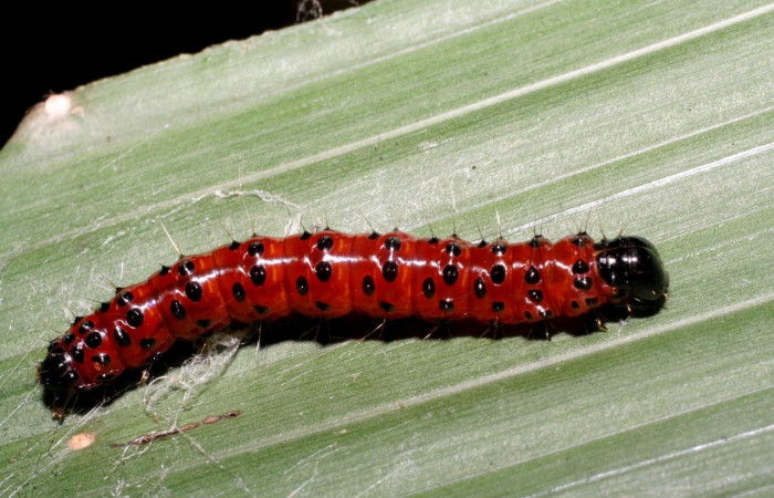Fig.10 Vista frontal, <i>Omiodes seminitidalis</i> (Crambidae), se colectó 30 Agosto 2006, Sector Rincon Rain Forest, Garzasol, 400mts, (06-SRNP-43293-DHJ417245.jpg).