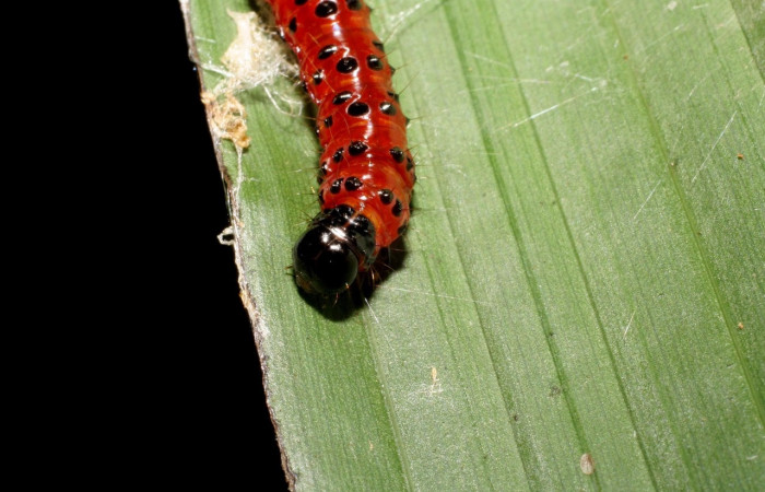 Fig,11 Vista frontal, <i>Omiodes seminitidalis</i> (Crambidae), se colectó 30 Agosto 2006, Sector Rincon Rain Forest, Garzasol, 400mts, (06-SRNP-43293-DHJ417243.jpg).