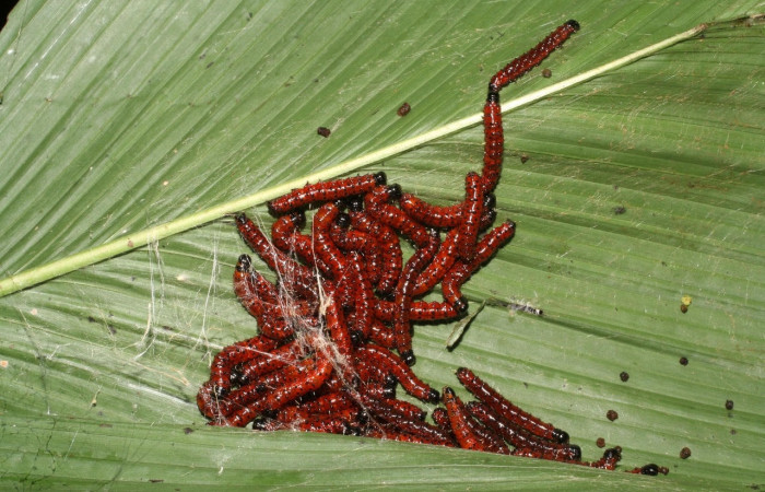 Fig.12  Observamos grupo de, <i>Omiodes seminitidalis</i> (Crambidae), se colectó 30 agosto 2006, Sector Rincon Rain Forest, Garzasol, 400mts. (06-SRNP-43293-DHJ417241.jpg).
