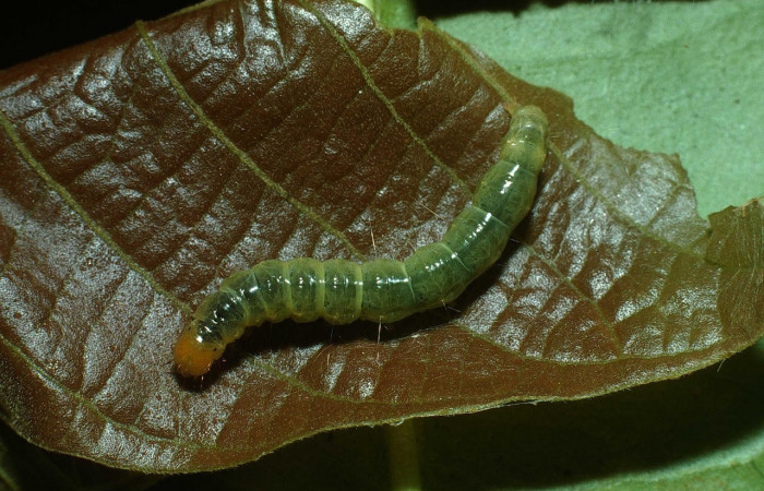 Fig.14 Vista dorsal, <i>Omiodes humeralis</i> (Crambidae), se colectó 09 octubre 2003, Sector Pitilla, Pasmompa, 440mts. (03-SRNP-21350-DHJ78660.jpg).