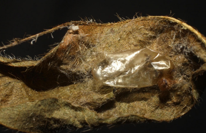 Fig.16 Observamos capullo vacío de <i>Lycorina</i> apicalisDHJ03 (Ichneumonidae) avispa parásita en <i>Omiodes indicata</i> (Crambidae),(09-SRNP-1923-DHJ476135.jpg).