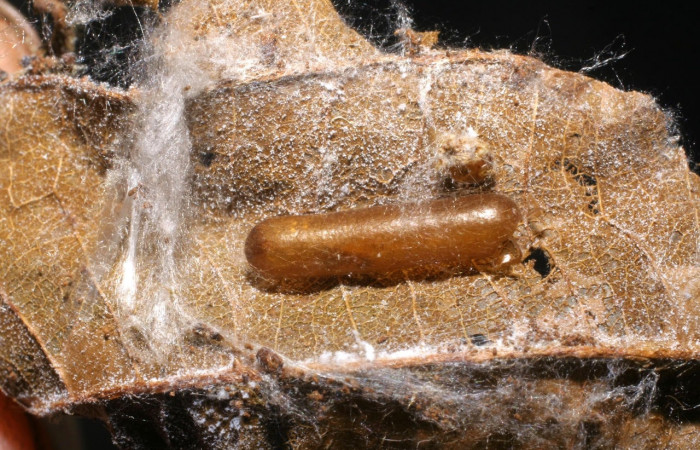 Fig.17 Observamos capullo <i>Lycorina</i> apicalisDHJ03 (Ichneumonidae), parásito en larva <i>Omiodes indicata</i> (Crambidae), (21-SRNP-30387-DHJ779365.jpg).