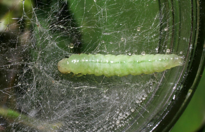 Fig.18 Observamos prepupa de <i>Omiodes humeralis</i> (crambidae) hizo prepupa 02 de abril 2006, Sector Pitilla, Sendero Rotulo, 510mts. (06-SRNP-31470-DHJ412638.jpg).