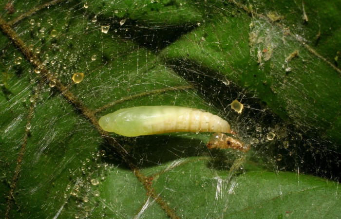 Fig.19 Observamos pupa de <i>Omiodes humeralis</i> (crambidae) (06-SRNP-2471-DHJ410369.jpg).